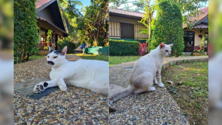Petsitting in Thailand Header