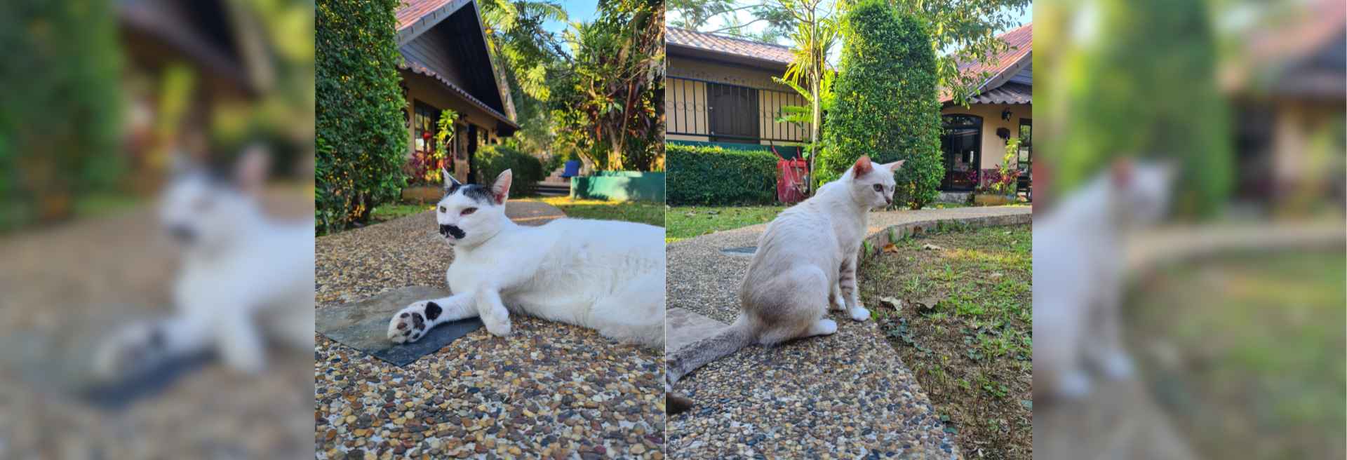 Petsitting in Thailand Header